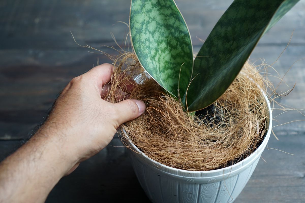 A hand adding Coconut Coir in a pot with a houseplant.