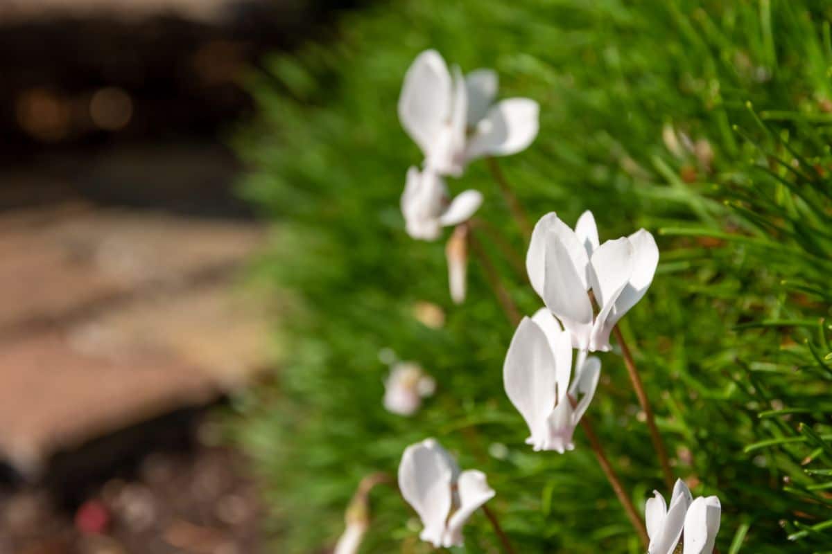 A close-up of a Cyclamen in white bloom on a sunny day.
