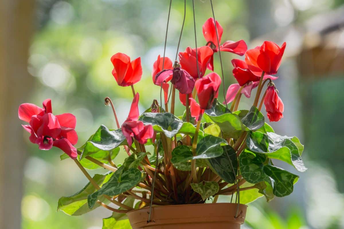 A Cyclamen plant in red bloom in a hanging pot.