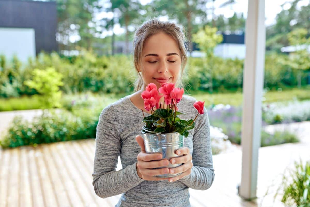 A young woman holding red blooming Cyclamens in a metal pot.