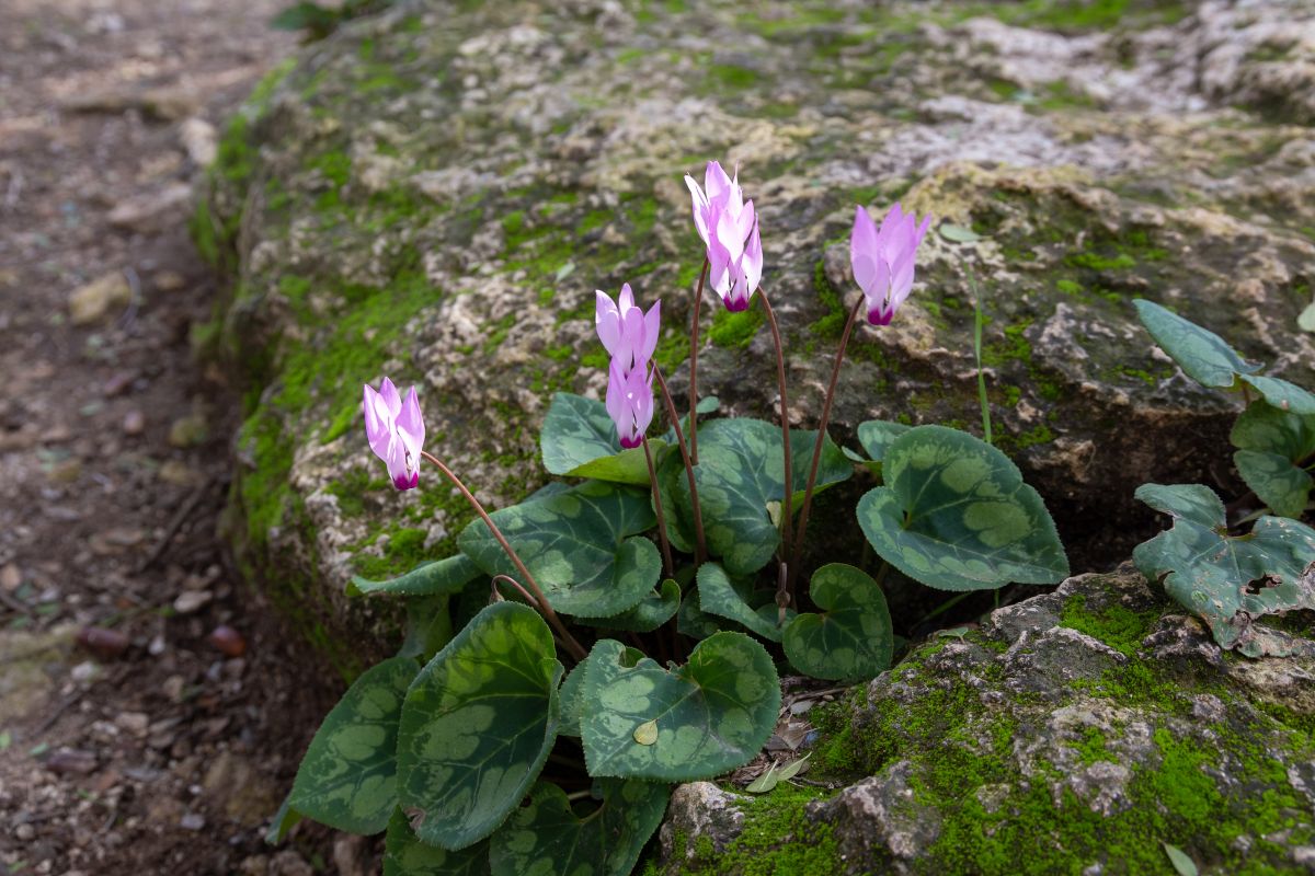 A Cyclamen in pink bloom growing between big rocks.