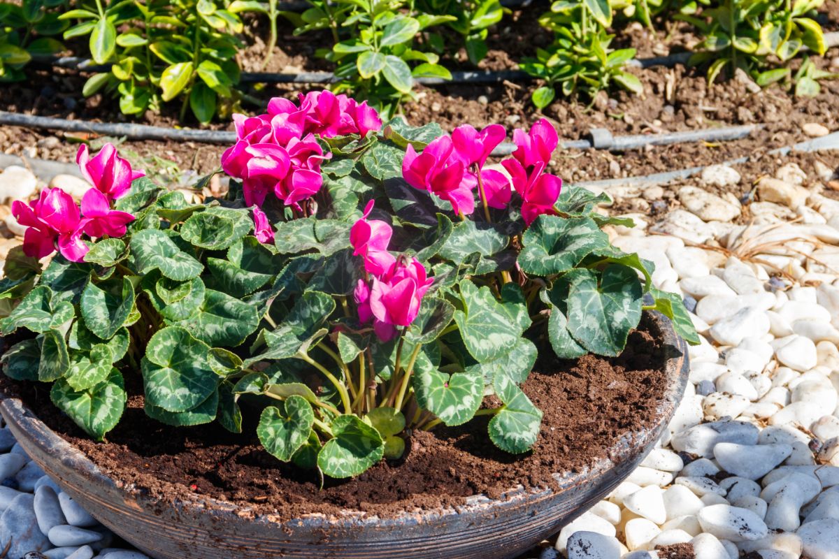 A purple blooming Cyclamen in a pot on a sunny day.