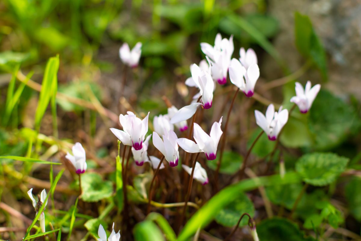 Beautiful Cyclamens in white bloom.