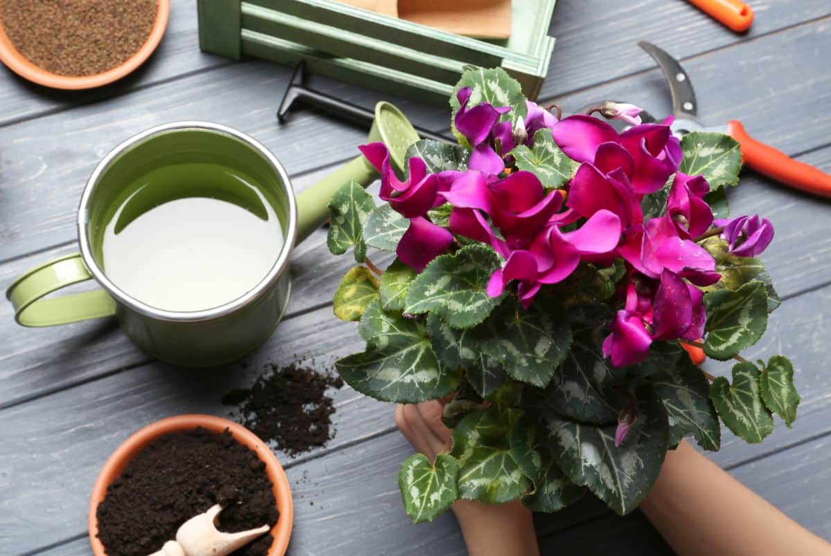 A gardener taking care of a purple blooming Cyclamen in a pot.