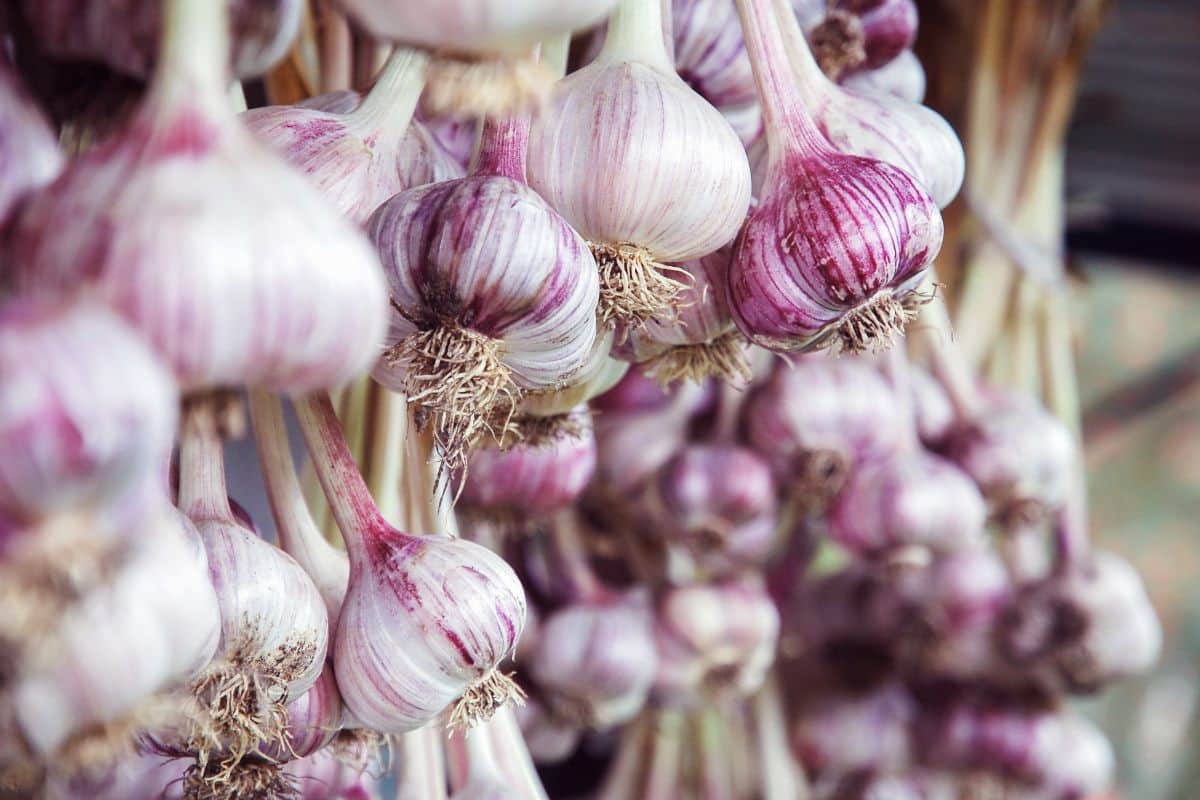 Garlic heads hanging and drying under a roof.