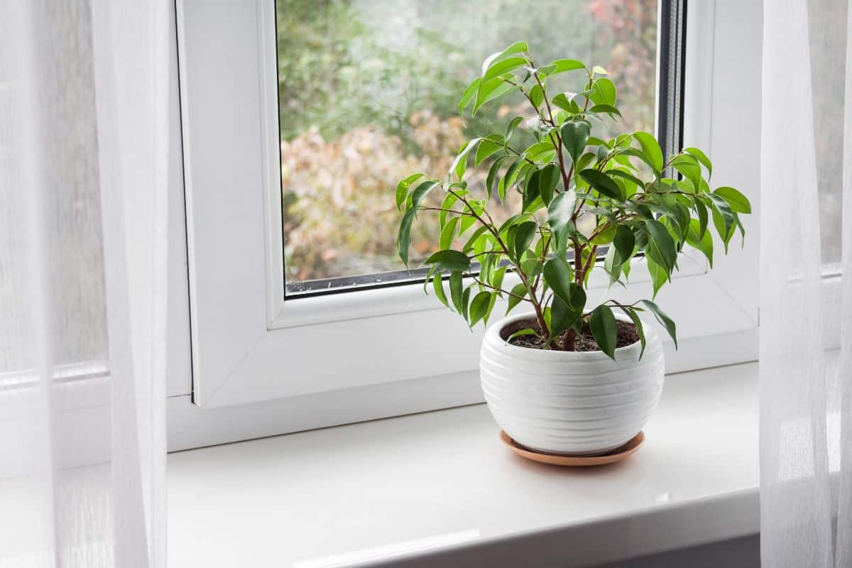 A young ficus tree in a white pot on a windowsill.