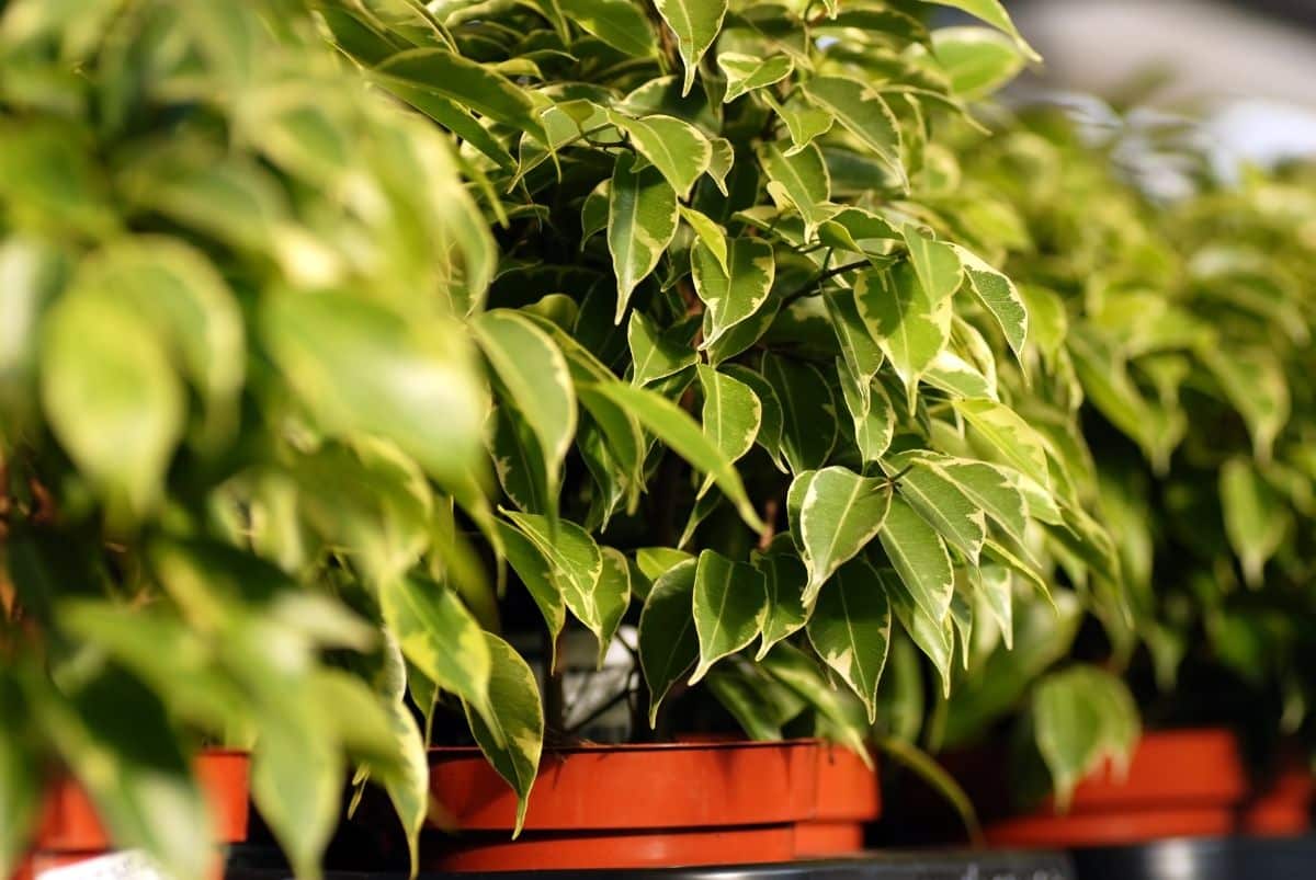 A bunch of ficus trees in pots on direct light.