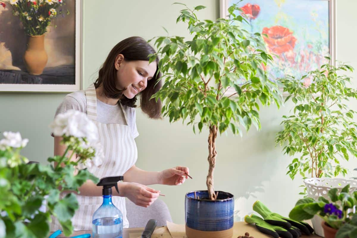 A young woman taking care of a potted ficus tree.