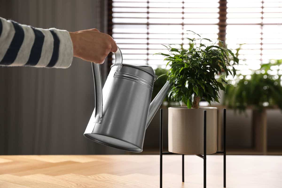 A gardener with a metal watering can watering a ficus tree in a pot.