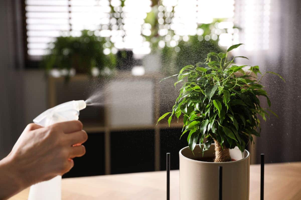 A hand with a sprayer misting a ficus tree in a pot.