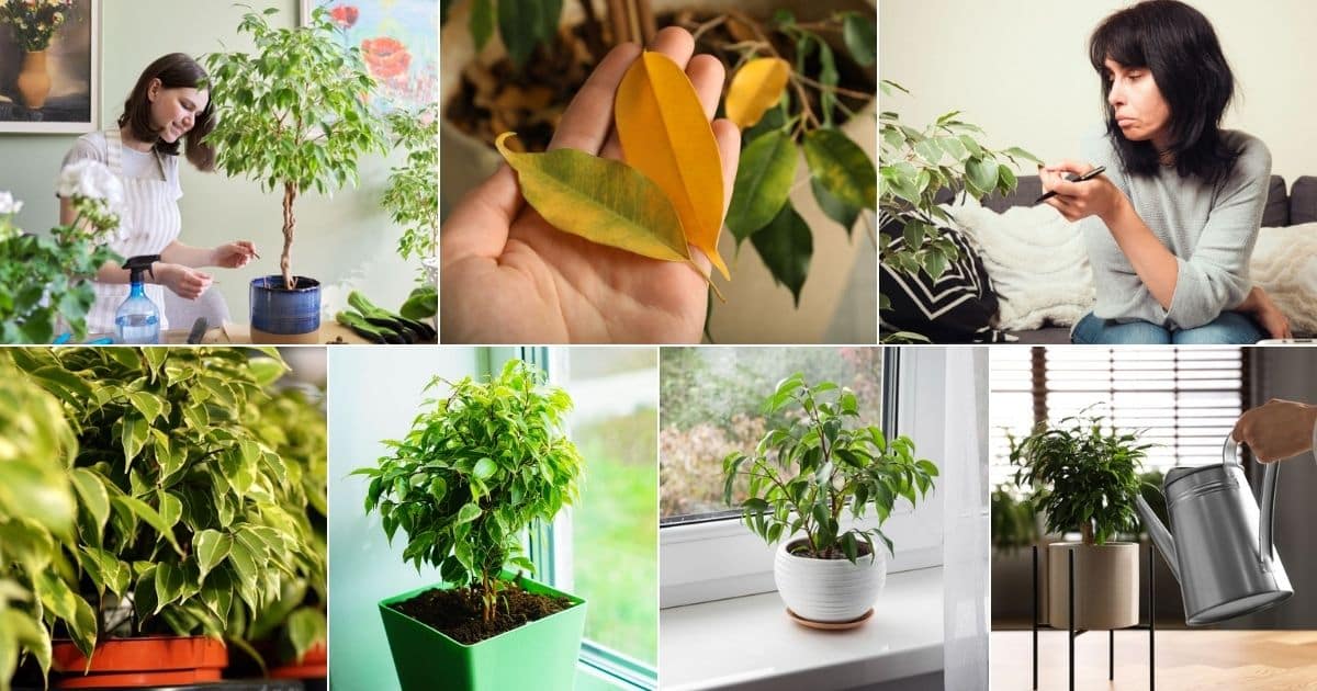 Ficus Tree Dropping Leaves Causes and Fixes