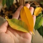 A hand holding two yellow ficus leaves.