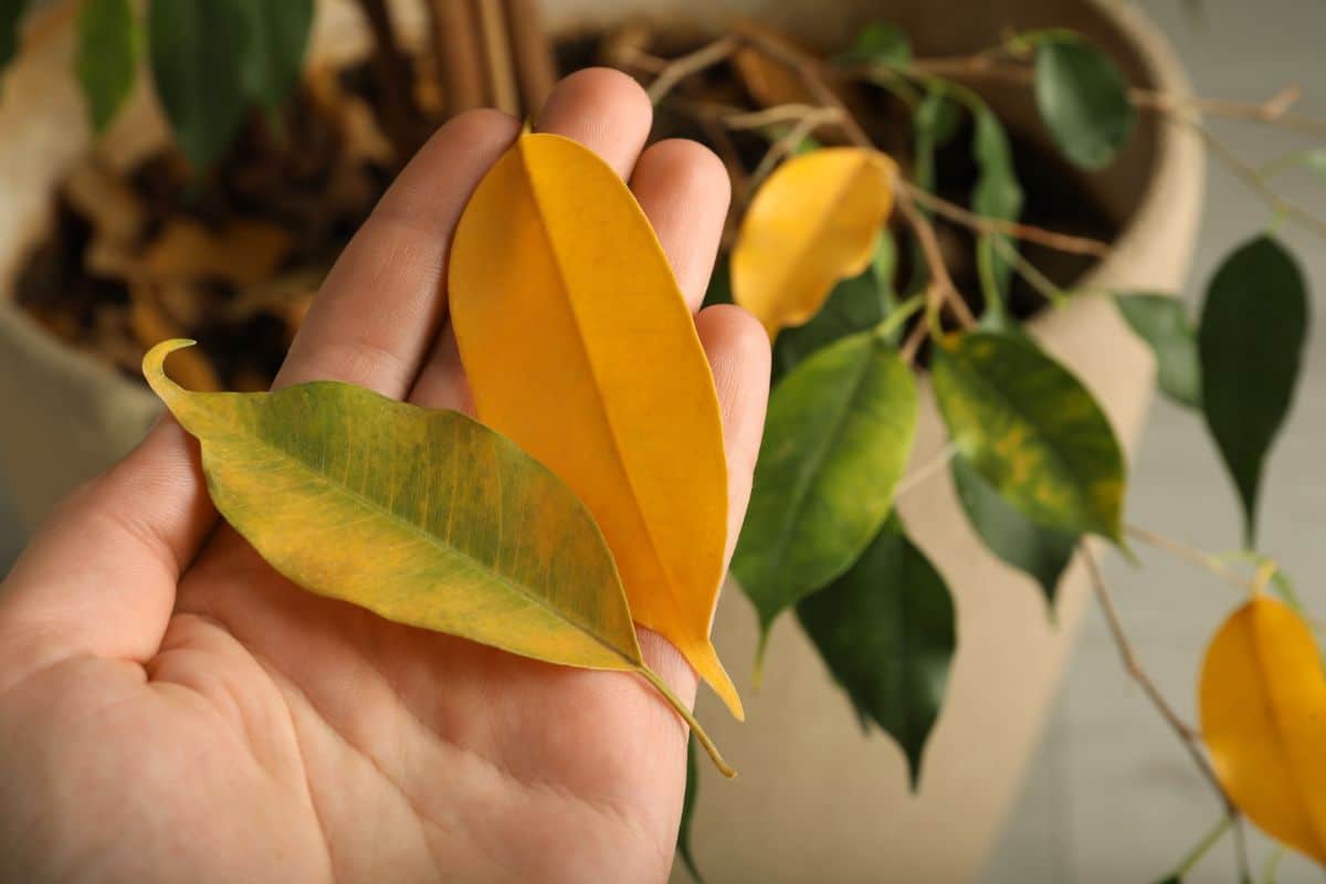 A hand holding two yellow ficus leaves.