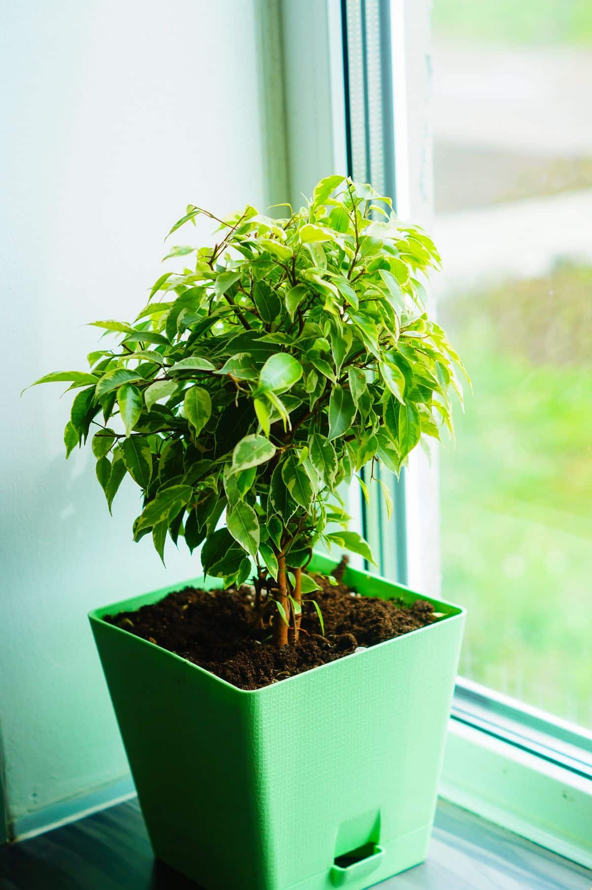 A young ficus tree in a green pot on a windowsill.