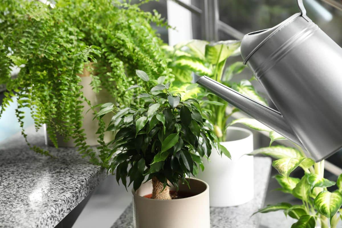 A ficus tree on stairs is being watered by a watering can.