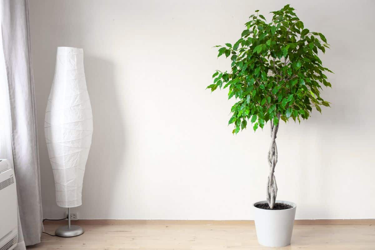 A tall ficus tree in a white pot in a room.