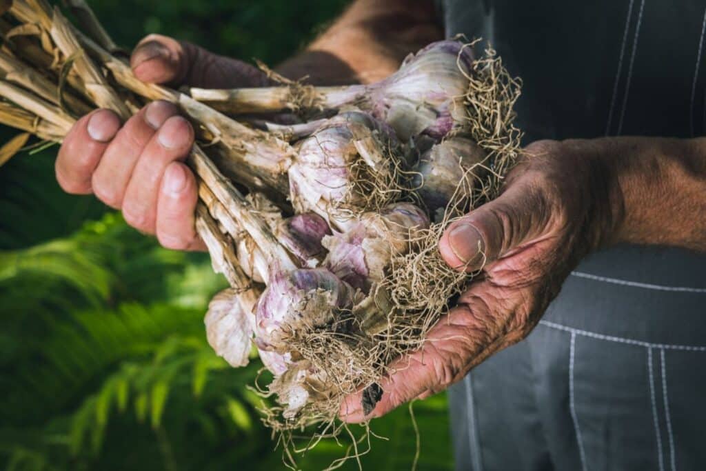 When is Garlic Harvested + Best Method to Store Garlic