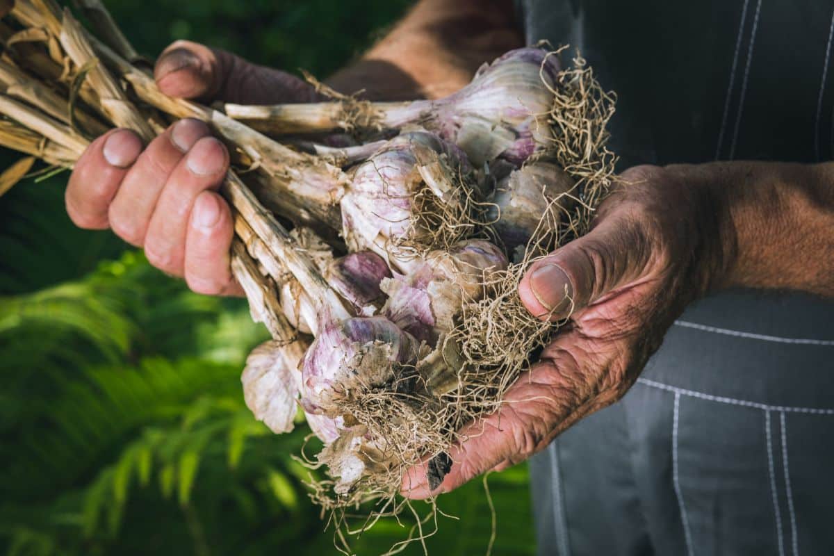 A farmer holding freshly harvested garlic.