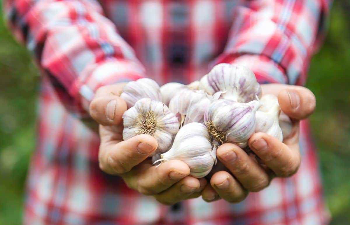 A farmer holding freshly harvested garlic heads.