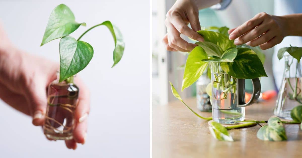 How to Propagate Pothos Plants (3 Methods)