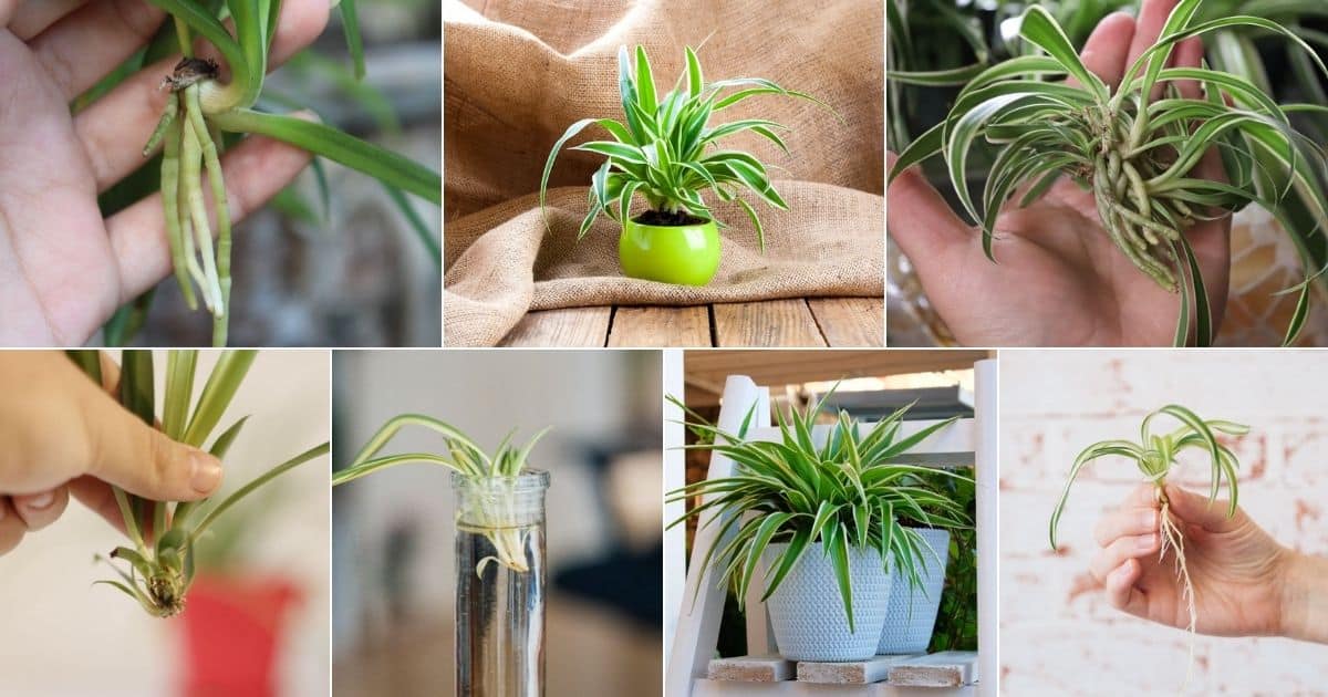 How to Propagate Spiderettes (3 Different Ways)