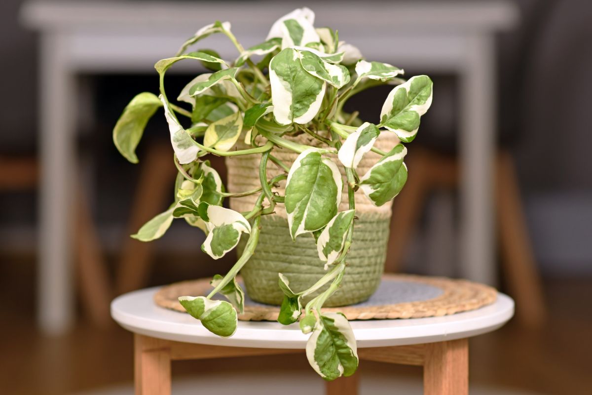 A pothos plant growing in a pot on a small table.