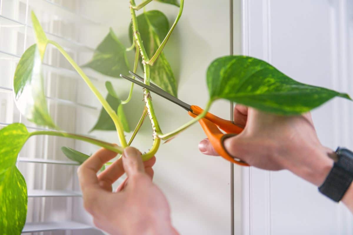 A gardener with scissors takes a stem cutting of a pothos plant.