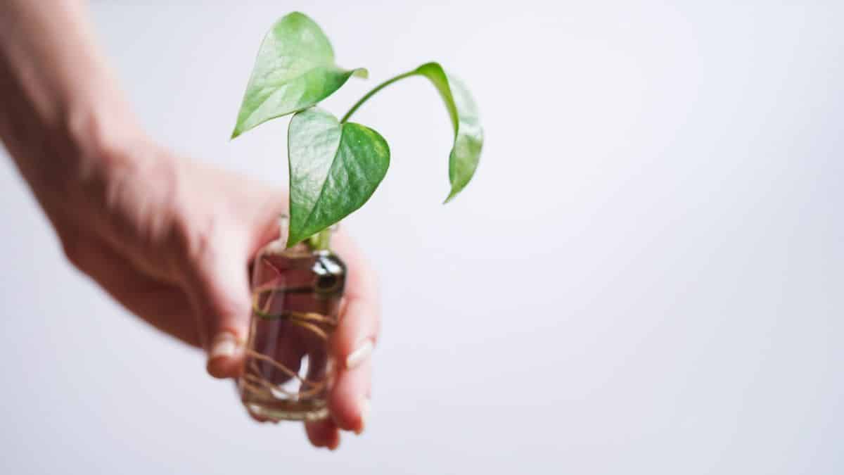 A hand holding a pothos stem cutting in a water container.