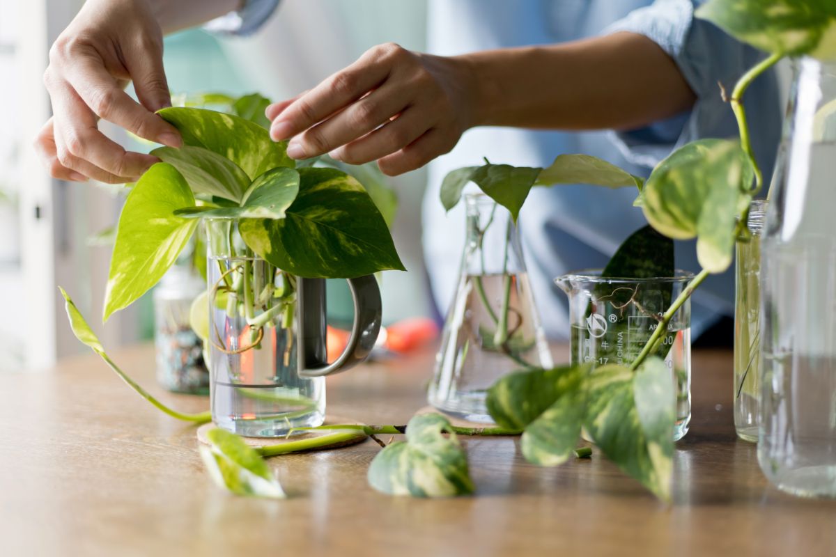 A gardener propagating a pothos plant by water method.