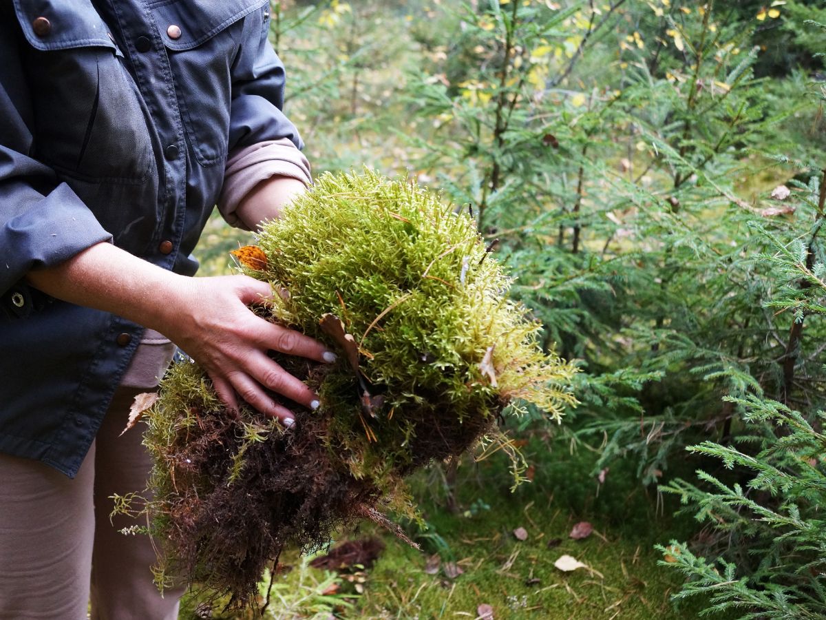 A gardener is holding a chunk of sphagnum moss.