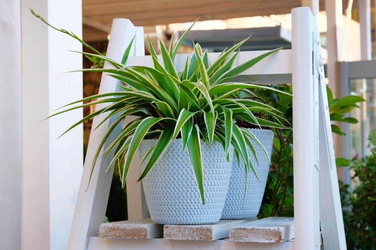 A spider plant in a light-blue pot on a wooden ladder.