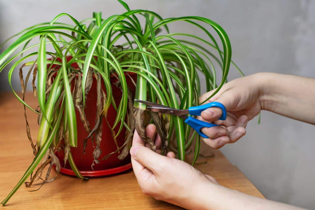 Hand with scissors cutting brown leaves of a spider plant.
