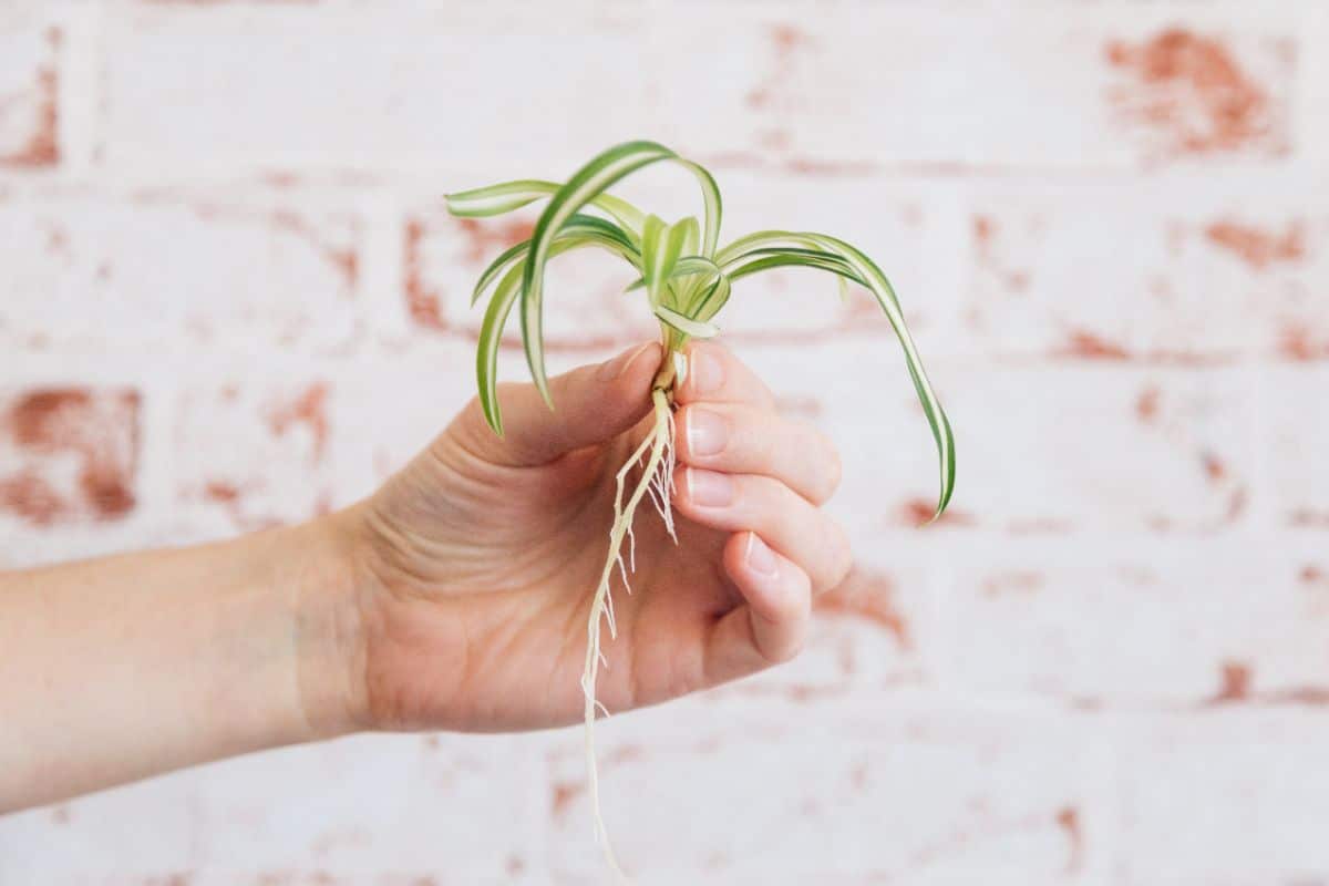 A hand holding a rooted Spiderette.