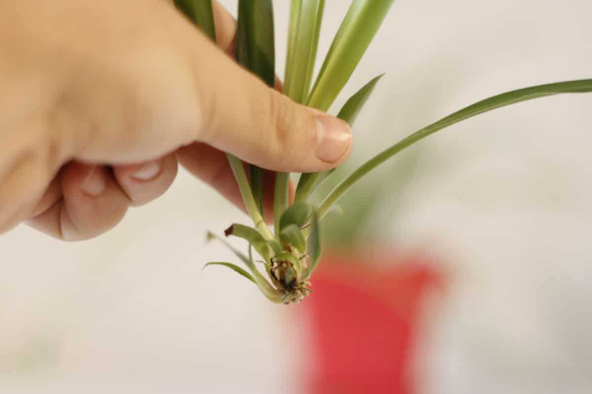 A hand holding a Spiderette.