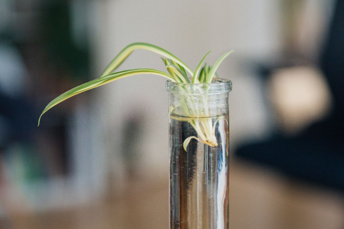 A Spiderette water propagation.