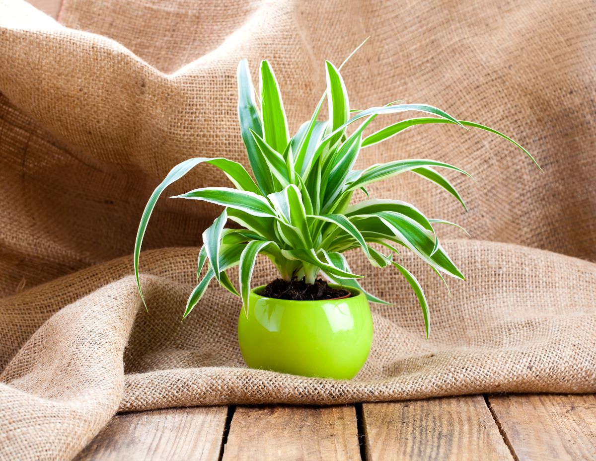 A spider plant in a small green pot on a burlap sack.